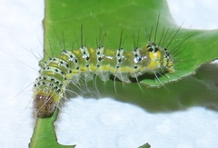 Acronicta silvicola