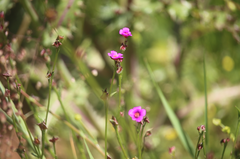 Calandrinia compressa