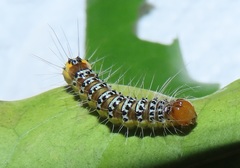 Acronicta silvicola