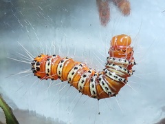 Acronicta silvicola