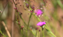 Calandrinia compressa