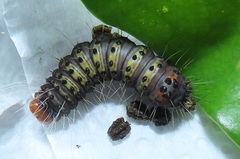 Acronicta silvicola