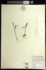 Botrychium campestre