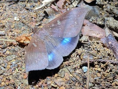 Ischyja manlia