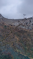 Crataegus pentagyna