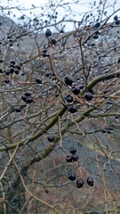 Crataegus pentagyna