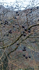 Crataegus pentagyna