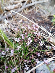 Lobelia eckloniana