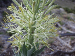 Stanleya tomentosa
