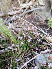 Lobelia eckloniana