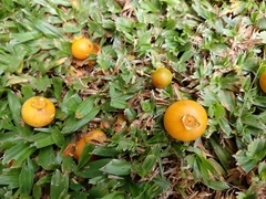 Campomanesia xanthocarpa