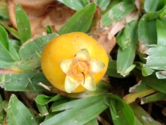 Campomanesia xanthocarpa