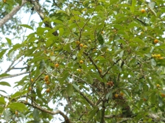 Campomanesia xanthocarpa