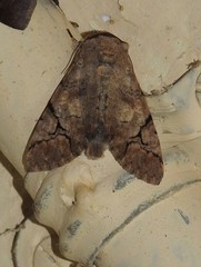Bamra mundata