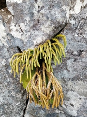 Phlegmariurus gnidioides