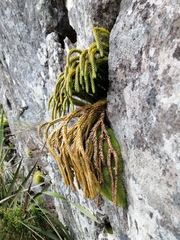 Phlegmariurus gnidioides