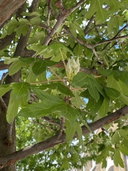 Eriolobus trilobatus