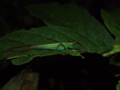 Jimenezia elegans