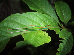 Jimenezia elegans