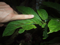 Jimenezia elegans