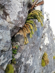 Phlegmariurus gnidioides