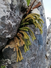 Phlegmariurus gnidioides