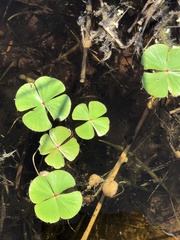 Marsilea macropoda