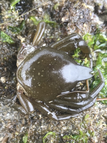 Taliepus nuttallii