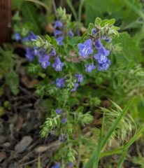 Scutellaria drummondii