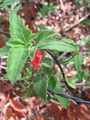 Ruellia asperula
