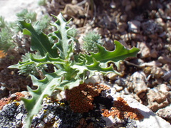 Stephanomeria runcinata