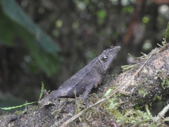 Rhinella festae