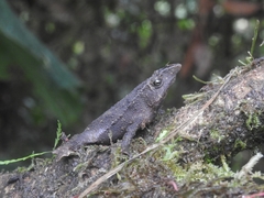 Rhinella festae