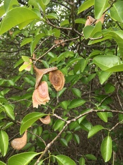 Aspidosperma pyrifolium