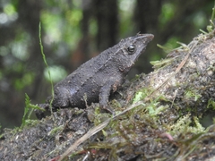 Rhinella festae