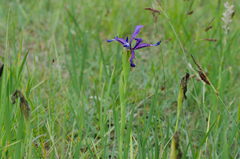 Iris reichenbachiana