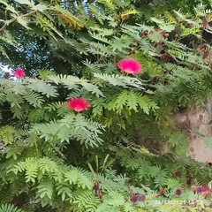 Calliandra haematocephala