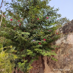 Calliandra haematocephala