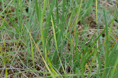 Iris reichenbachiana