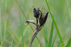 Iris reichenbachiana