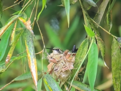 Chlorostilbon melanorhynchus