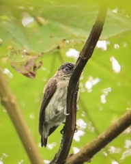 Picumnus granadensis