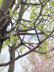 Eriolobus trilobatus