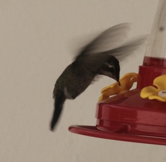 Cynanthus latirostris