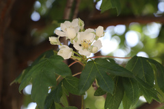 Eriolobus trilobatus