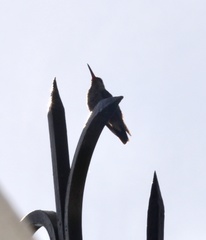 Cynanthus latirostris