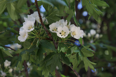 Eriolobus trilobatus