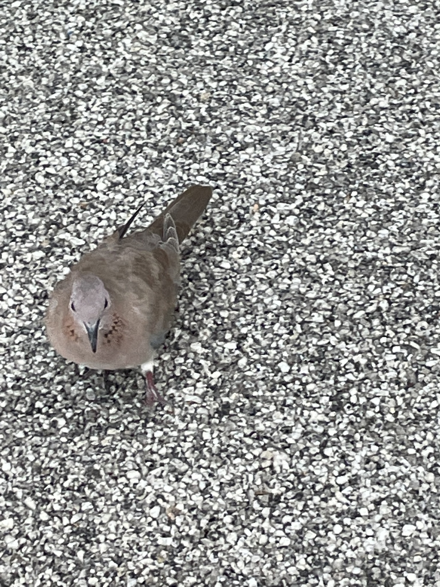 Laughing Dove