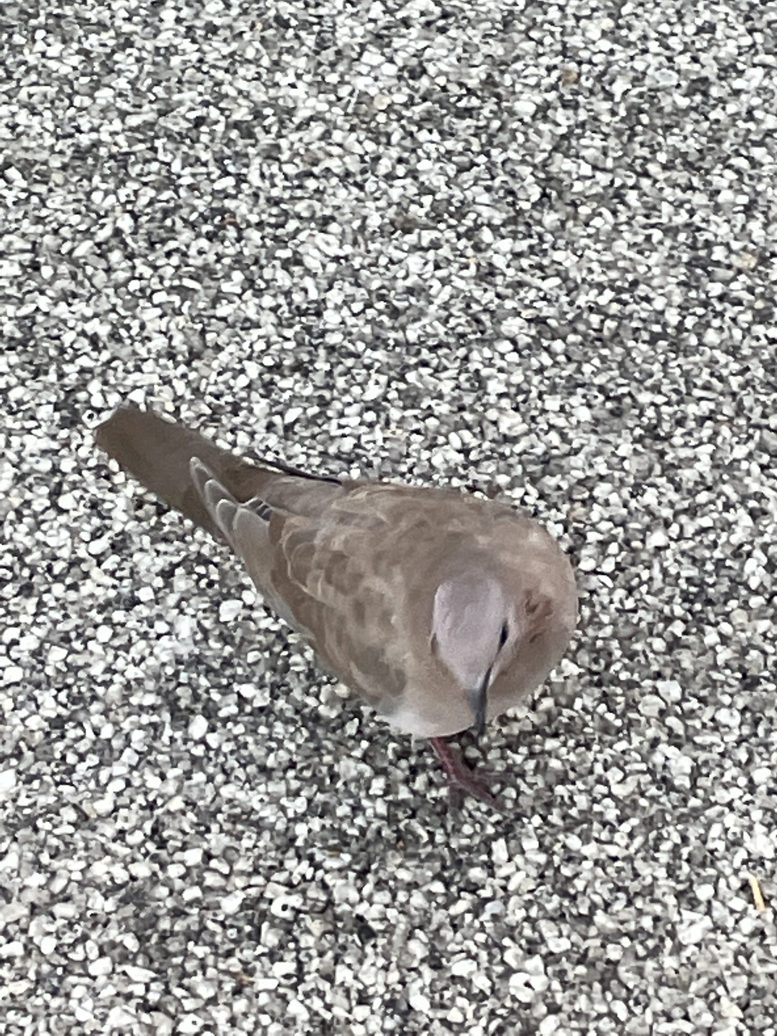 Laughing Dove