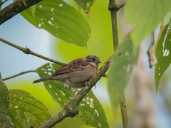 Zonotrichia capensis